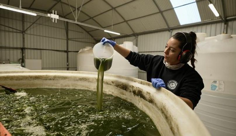 Las microalgas se pueden utilizar para la producción de biocombustibles