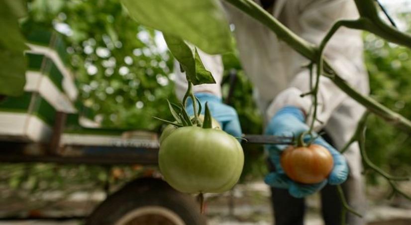 microalgas para cultivar tomates
