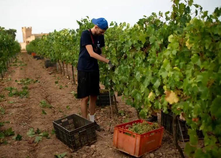 Un trabajador cosechando uvas