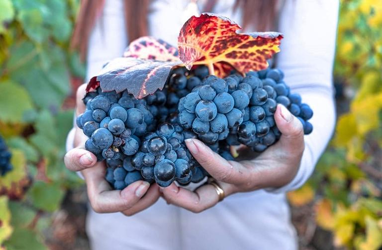 Uvas resistentes al clima