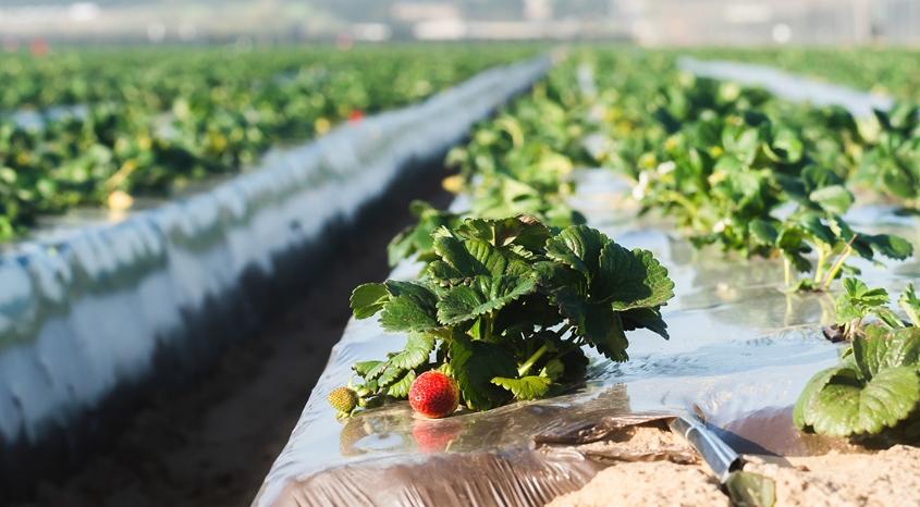 La utilización de plásticos en la agricultura está contribuyendo al cambio climático