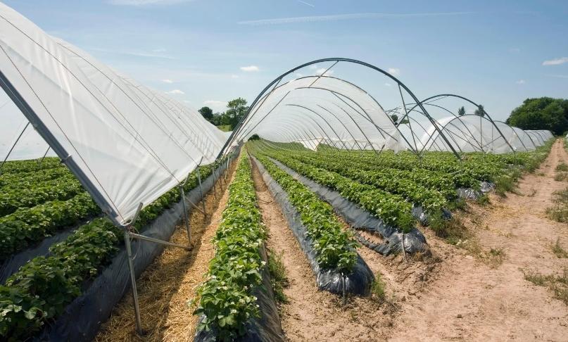 La utilización de plásticos en la agricultura está contribuyendo al cambio climático