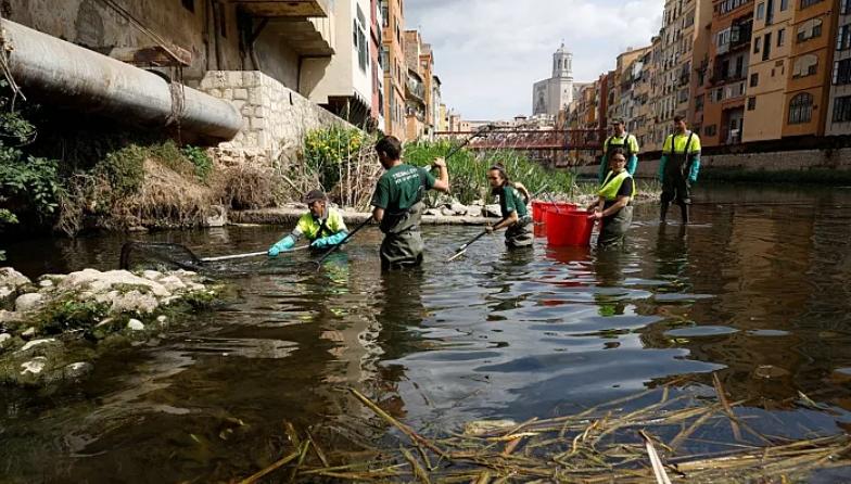 Workers catch fish using voltage electricity to transfer the native species to another location due to the low water level of the River Onyar in Girona, Spain