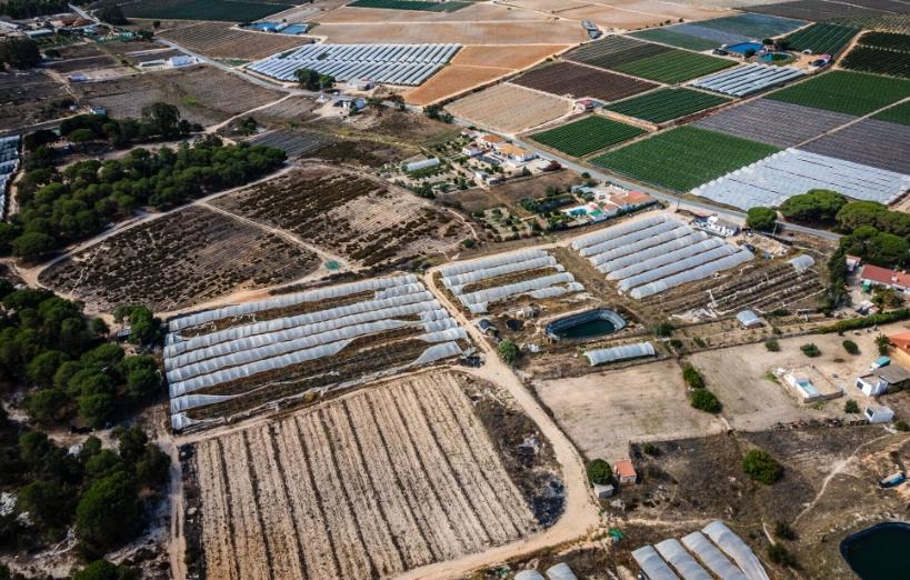 Invernaderos y campos de fresas al final de la campaña de recolección en Almonte, Huelva