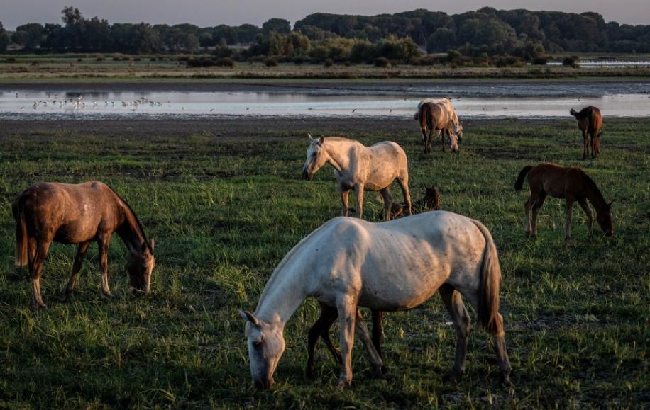 Los caballos campan a sus anchas por las lagunas de Doñana cerca de El Rocío