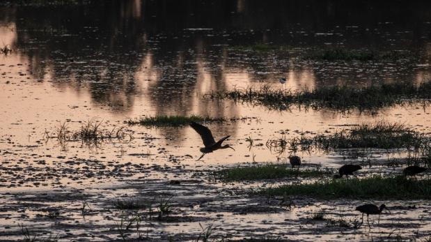 Doñana is a breeding and feeding site for hundreds of endemic and migrating bird species